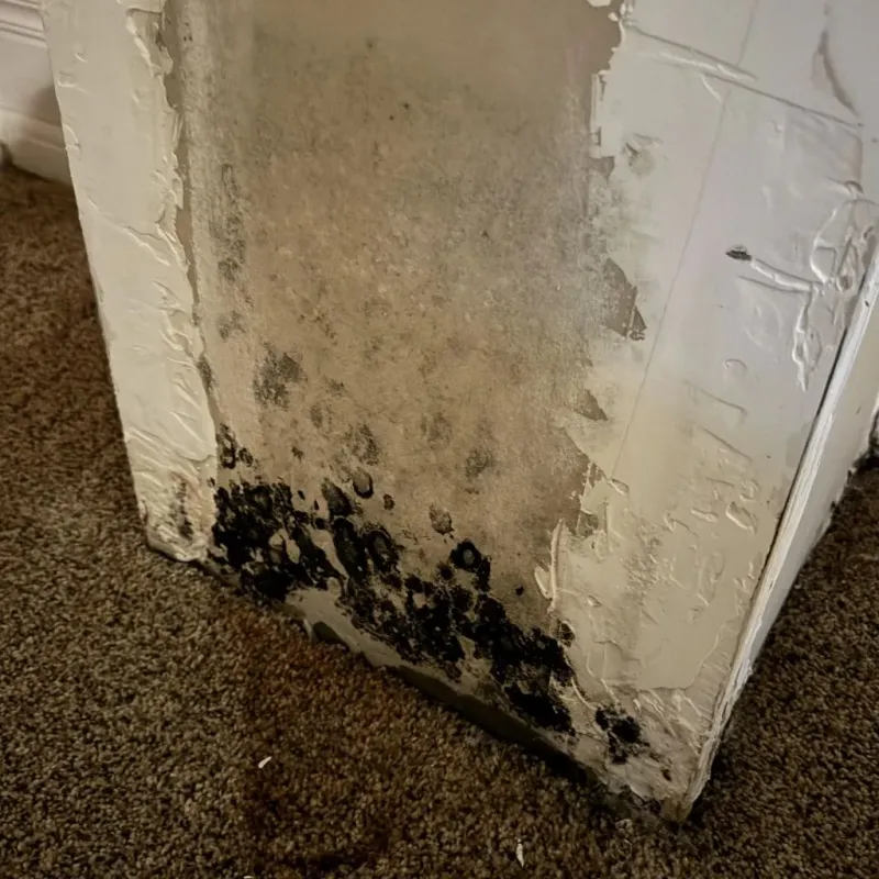 Professional Mold Removal in Spearman, TX